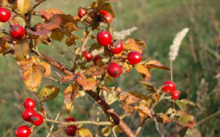 Плоды шиповника при похудении