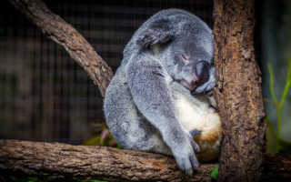 Как важен сон для похудения