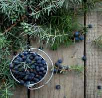 Плоды можжевельника при похудении