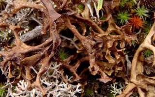 Исландский мох для похудения как пить