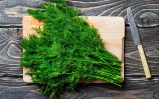 Польза укропа при похудении