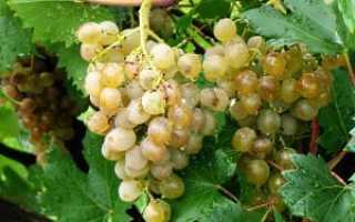 Виноград полезные свойства для похудения