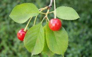 Вишни польза для похудения