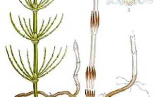 Как использовать хвощ полевой для похудения