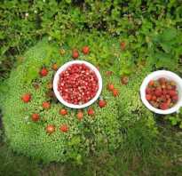 Витамины в12 при похудении