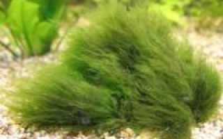 Водоросли нори при похудении