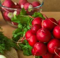 Польза редиса для похудения