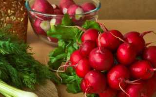 Польза редиса для похудения