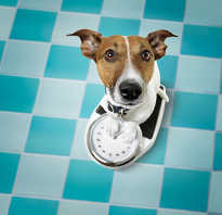 Как кормить чихуахуа чтобы она похудела