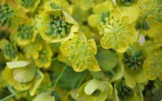 Володушка золотистая для похудения