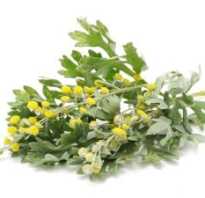 Как действует полынь при похудении