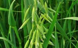 Отвар неочищенного овса для похудения