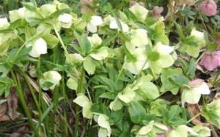 Как пить корень морозника для похудения