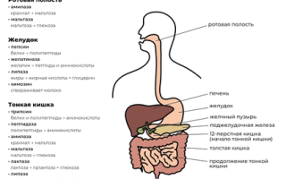 Пищеварительные ферменты при похудении