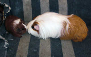 Как морской свинке похудеть