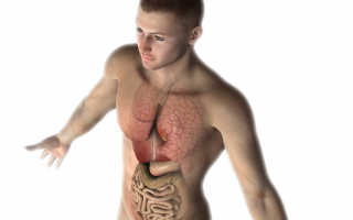 Восстановление обмена веществ при похудении