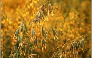 Виды отруби при похудении