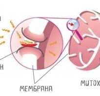 Похудела с л карнитином