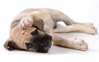 Похудел вырывая после еды