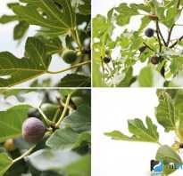 Инжир хурма для похудения