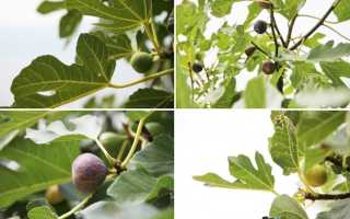 Инжир хурма для похудения