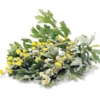 Полынь горькая применение для похудения