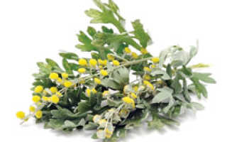 Полынь горькая применение для похудения