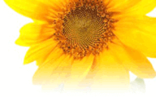 Подскажите хороший способ похудеть