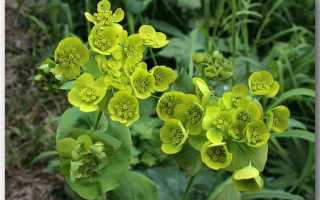 Володушка китайская для похудения